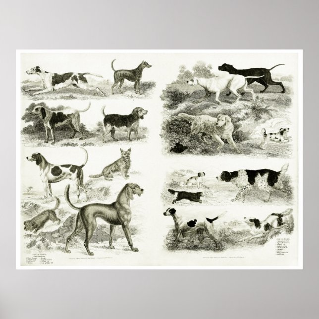 1830's Dog Breeds Print (Front)