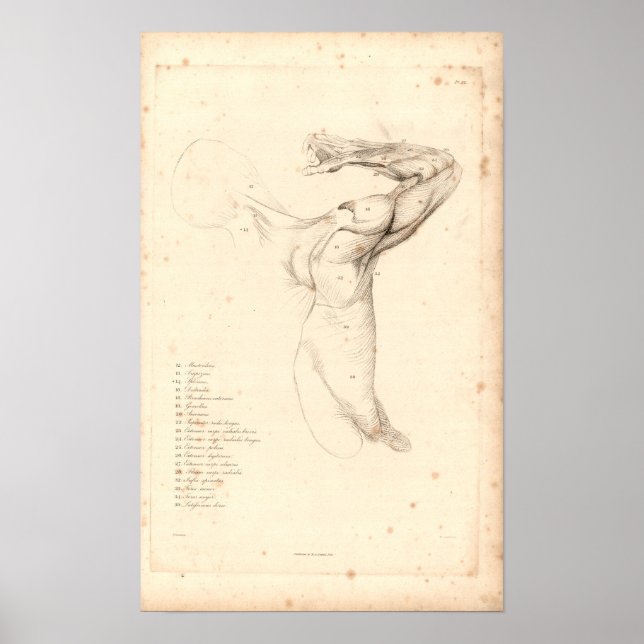 1833 Muscles of Shoulder Vintage Anatomy Print (Front)