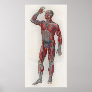 1833 Muscles Vintages Veines Anatomie Poster