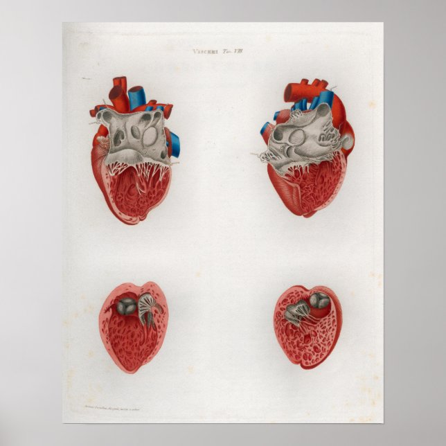 1833 Vintage Heart Internal Anatomy Poster (Front)