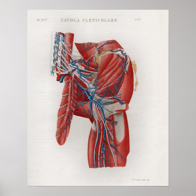 1833 Vintage Hip Muscles Anatomy Poster (Front)