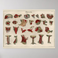 1837 Vintage Muscle Anatomy Art Poster