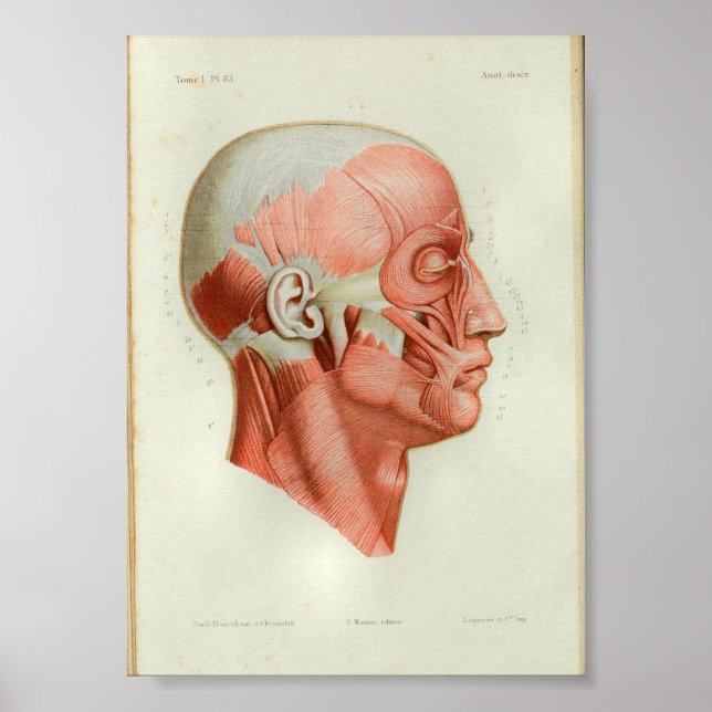 1844 Vintage Anatomie Impression Muscles Face (Devant)