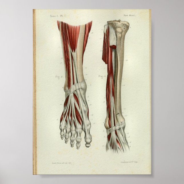 1844 Vintage Anatomie Impression Muscles Pied (Devant)