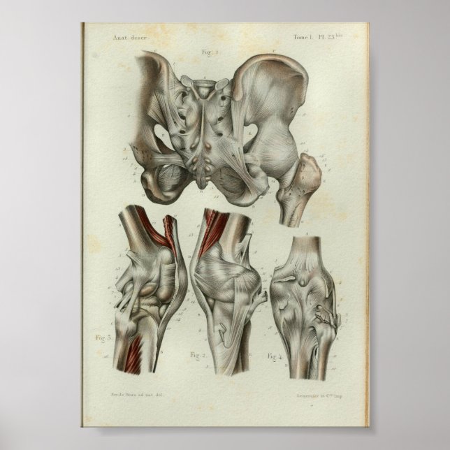 1844 Vintage Anatomy Print Hip Knee (Front)