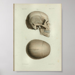 1844 Vintage Anatomy Print Human Skull