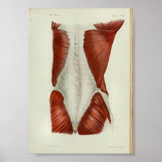 1844 Vintage Anatomy Print Muscles Back (Front)
