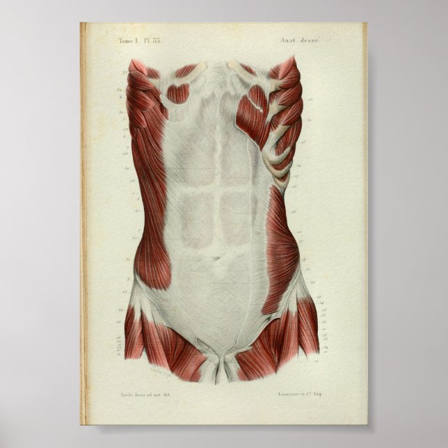 1844 Vintage Anatomy Print Muscles Chest (Front)