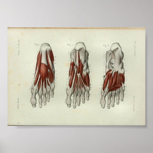 1844 Vintage Anatomy Print Muscles Foot (Front)