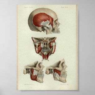 1844 Vintage Anatomy Print Muscles Jaw