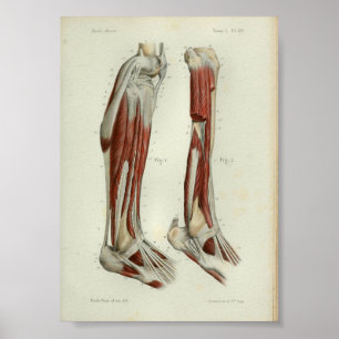 1844 Vintage Anatomy Print Muscles Leg