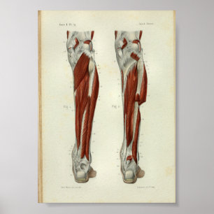 1844 Vintage Anatomy Print Muscles Leg