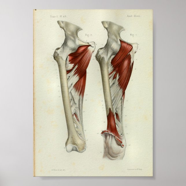 1844 Vintage Anatomy Print Muscles Leg (Front)