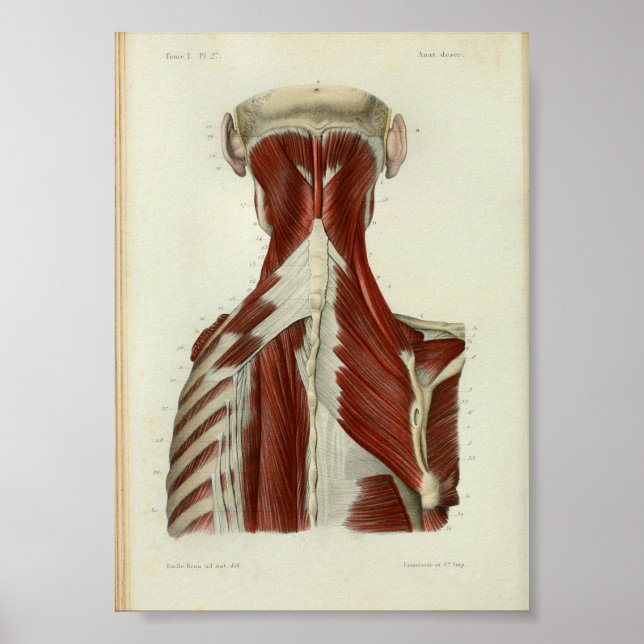 1844 Vintage Anatomy Print Muscles Neck (Front)