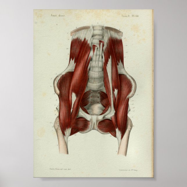 1844 Vintage Anatomy Print Muscles Pelvic (Front)