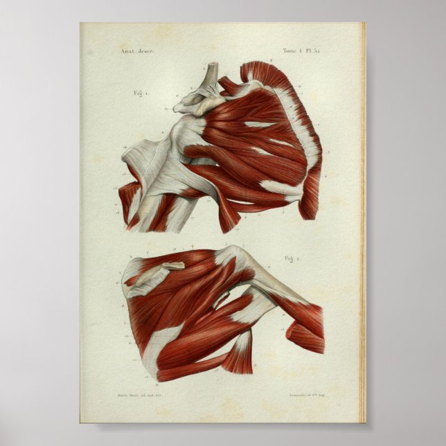 1844 Vintage Anatomy Print Muscles Shoulder (Front)