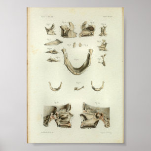 1844 Vintage Anatomy Print Skull Bones