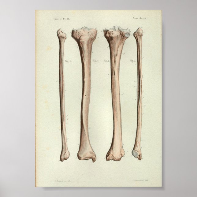 1844 Vintage Anatomy Print Tibia Fibula (Front)