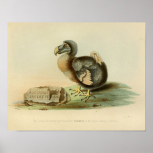 1848 Dodo Bird Vintage Colour Print