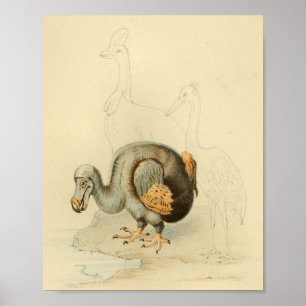 1848 Dodo Extinct Bird Vintage Print