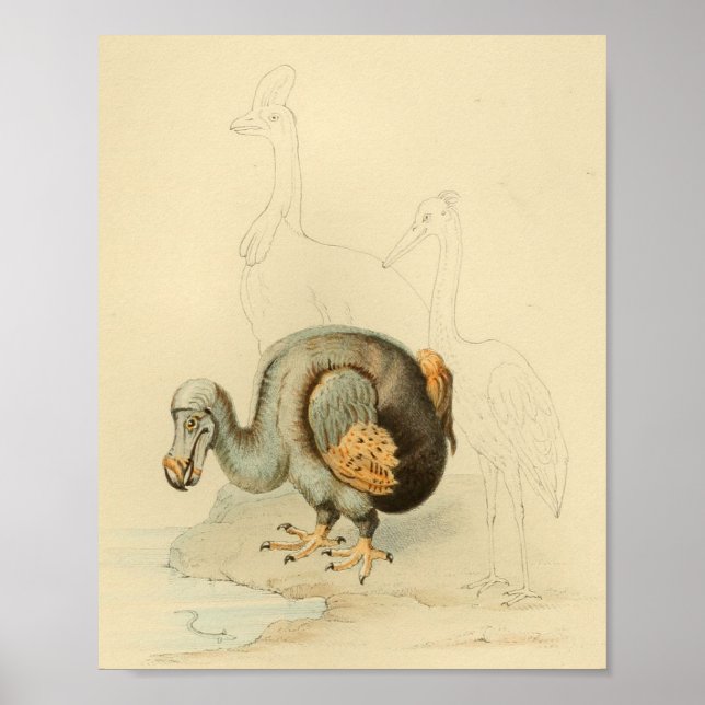 1848 Dodo Extinct Bird Vintage Print (Front)