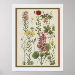 1849 Impression botanique par Jane Loudon - 12x16