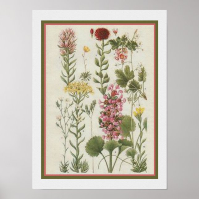 1849 Impression botanique par Jane Loudon - 12x16 (Devant)