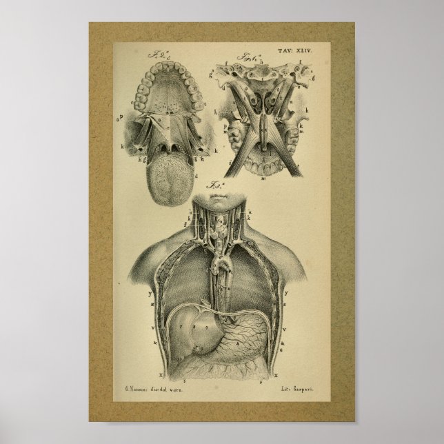 1850 Vintage Anatomy Print Abdominal Cavity (Front)