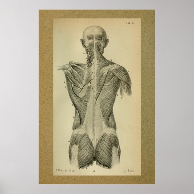 1850 Vintage Anatomy Print Back Muscles (Front)