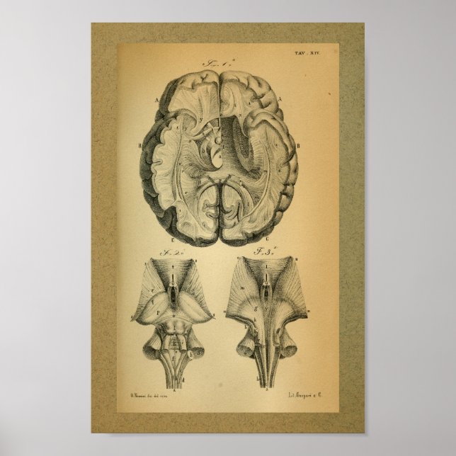 1850 Vintage Anatomy Print Brain (Front)