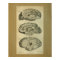 1850 Vintage Anatomy Print Brain Lobes