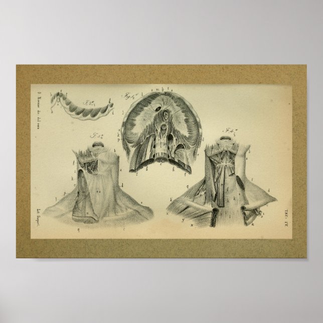 1850 Vintage Anatomy Print Diaphragm Muscles (Front)