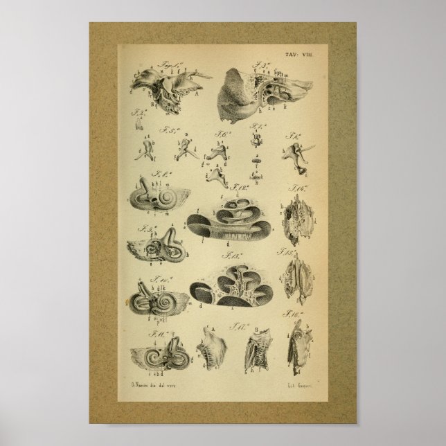 1850 Vintage Anatomy Print Ear Internal (Front)