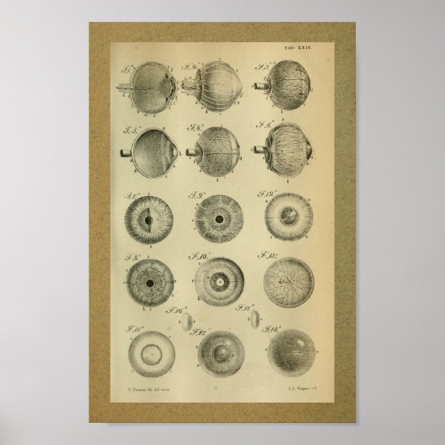 1850 Vintage Anatomy Print Eye Muscles (Front)