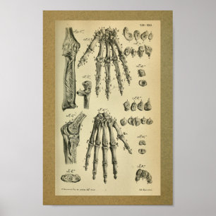 1850 Vintage Anatomy Print Hand