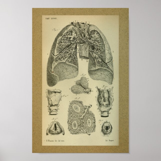 1850 Vintage Anatomy Print Lungs Internal (Front)
