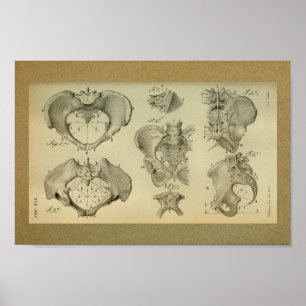 1850 Vintage Anatomy Print Pelvis