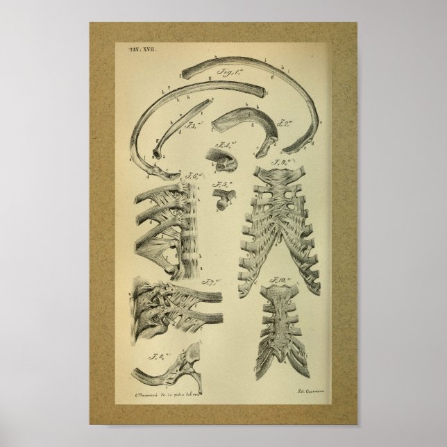 1850 Vintage Anatomy Print Rib Cage (Front)