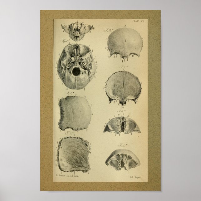 1850 Vintage Anatomy Print Skull (Front)