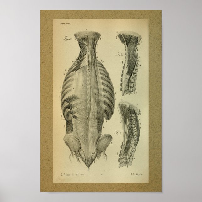 1850 Vintage Anatomy Print Spinal Muscles (Front)