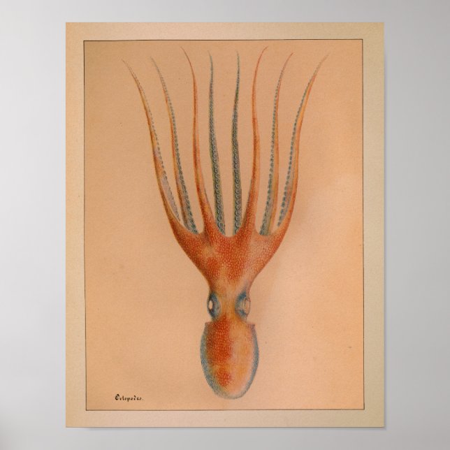1851 Vintage Colour Octopus Print (Front)