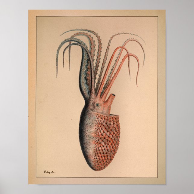 1851 Vintage Colour Octopus Print (Front)