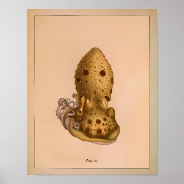 1851 Vintage Colour Octopus Print (Front)