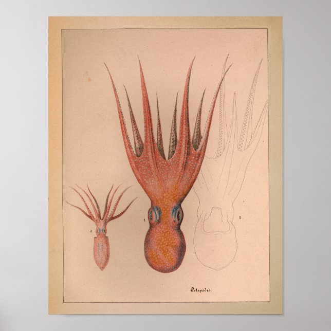 1851 Vintage Colour Octopus Print (Front)