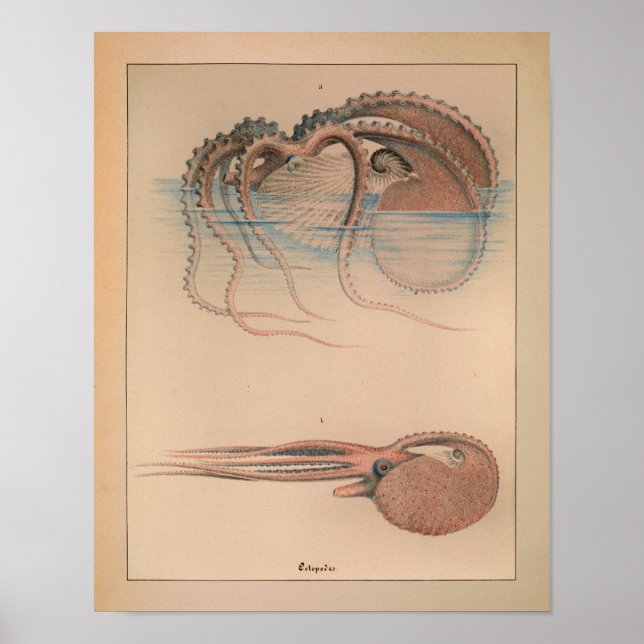1851 Vintage Colour Octopus Print (Front)