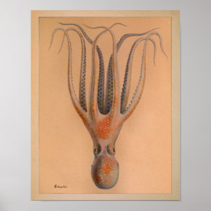1851 Vintage Colour Octopus Print