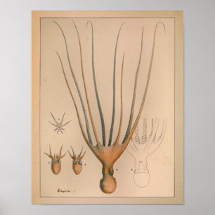 1851 Vintage Colour Octopus Print