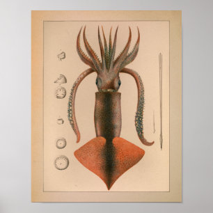 1851 Vintage Colour Squid Print