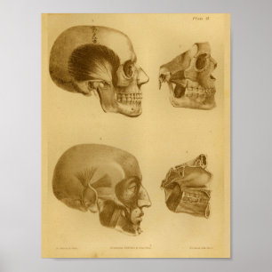 1854 Vintage Human Skull Jaw Anatomy Print