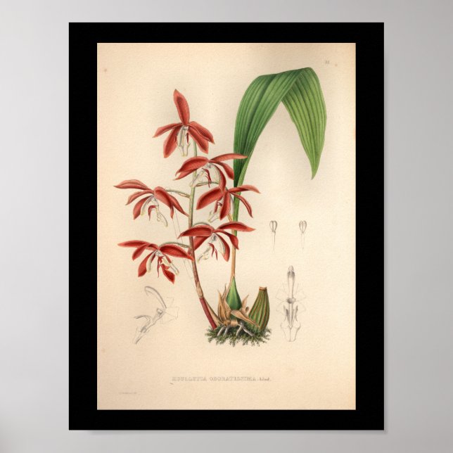 1860 Vintage Orchid Flower Print (Front)